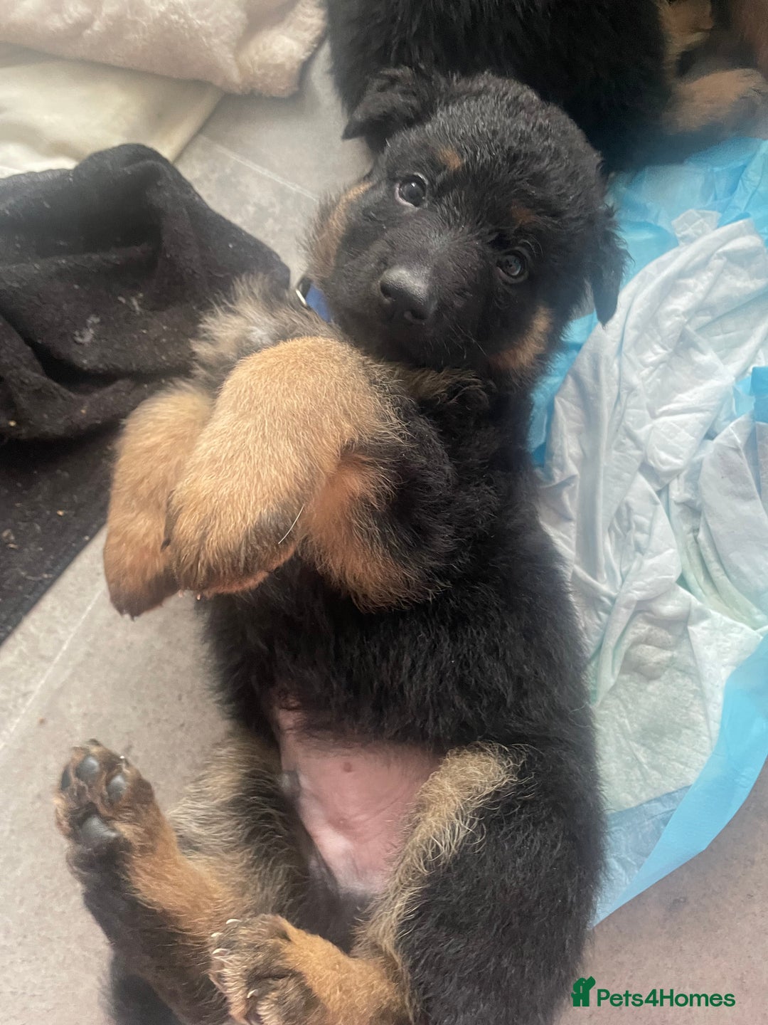 German Shepherd dogs for sale: German Shepherd puppies for sale (Full Pedigree) - Image 1