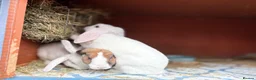 Mini Lop rabbits for sale: Very friendly Mini Plush Lops - Advert 11