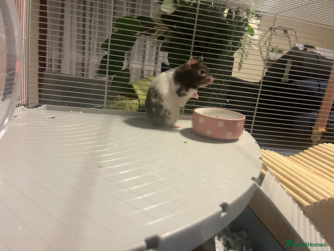 Hamster rodents for sale: Celine the Syrian hamster  - Advert 3