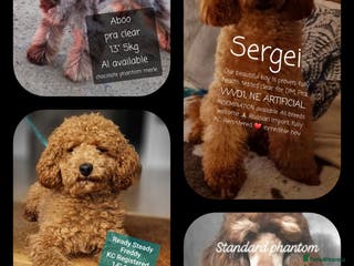 Poodle dogs Exceptional Health Tested Poodle Studs in Aberdeen - Advert 10