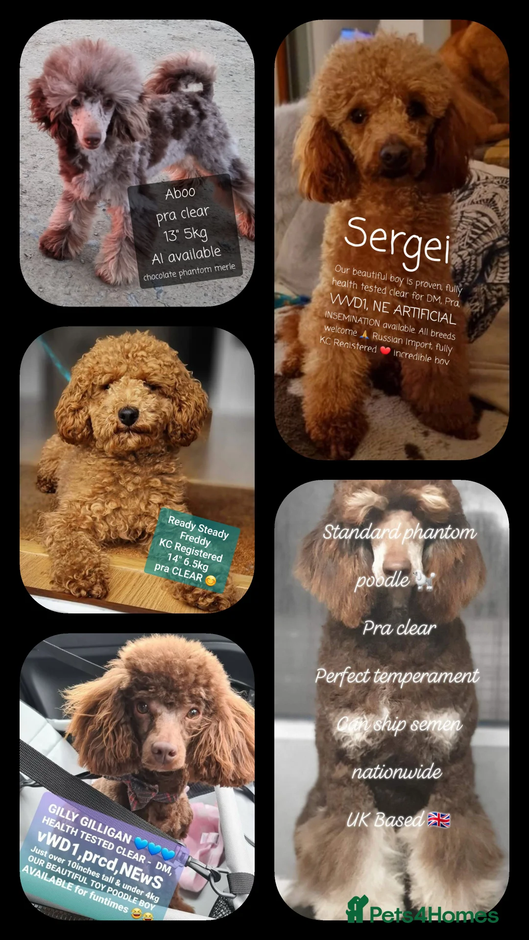 Poodle dogs for stud: Exceptional Health Tested Poodle Studs in Aberdeen - Advert 1