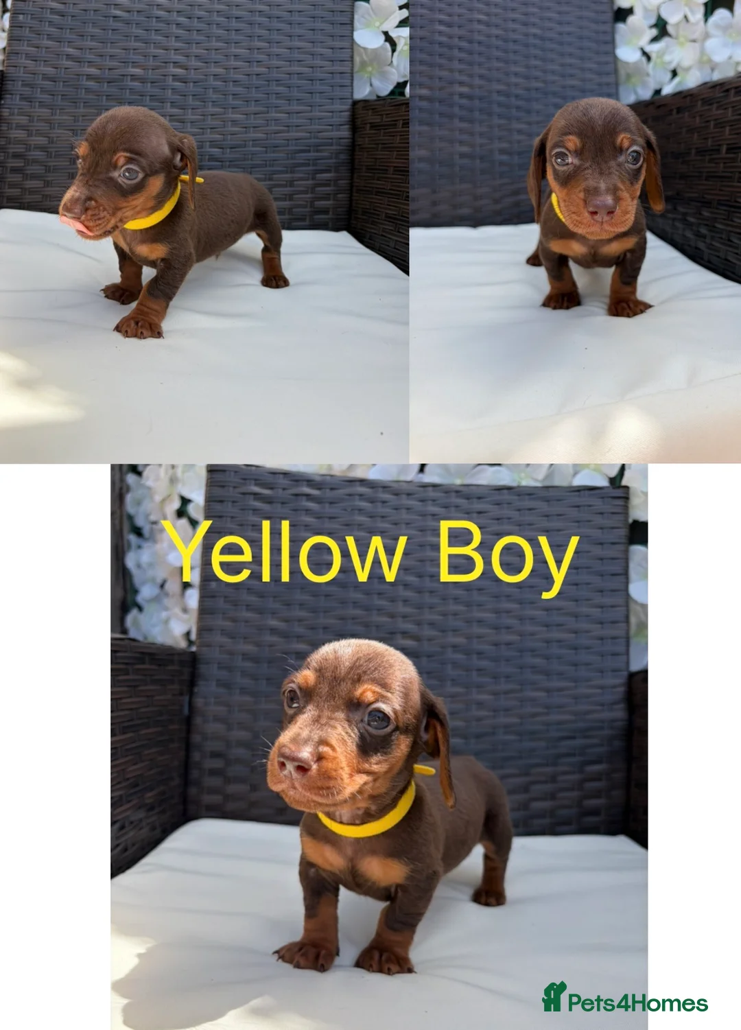 Miniature Dachshund dogs for sale: Miniture long haired dachshunds  in Kidderminster - Advert 2