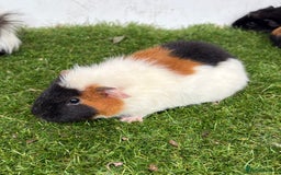 Guinea Pig rodents for sale: Female baby guinea pigs  - Image 9