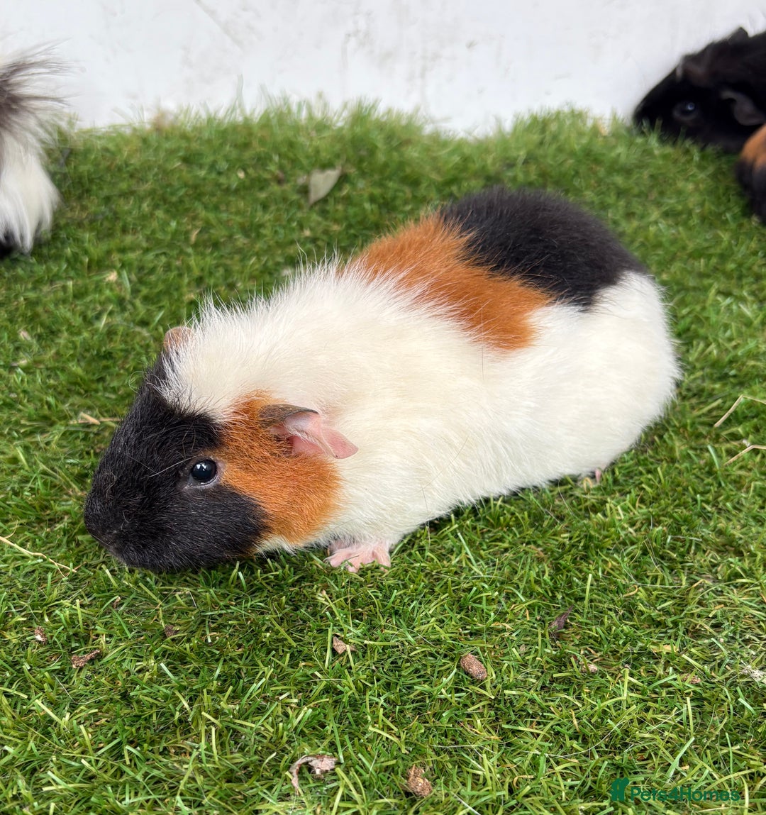 Guinea Pig rodents for sale: Female baby guinea pigs  - Image 9