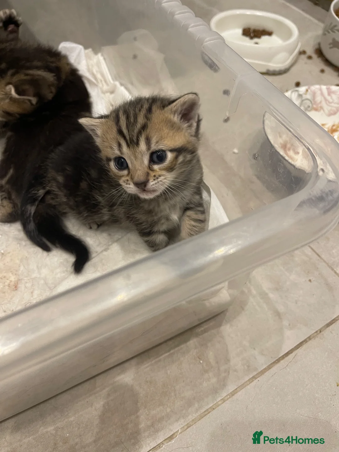 Mixed Breed cats for sale: Scottish Fold Mix - Advert 19