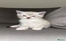 Mixed Breed cats for sale: Beautiful mix breed kittens - Image 21