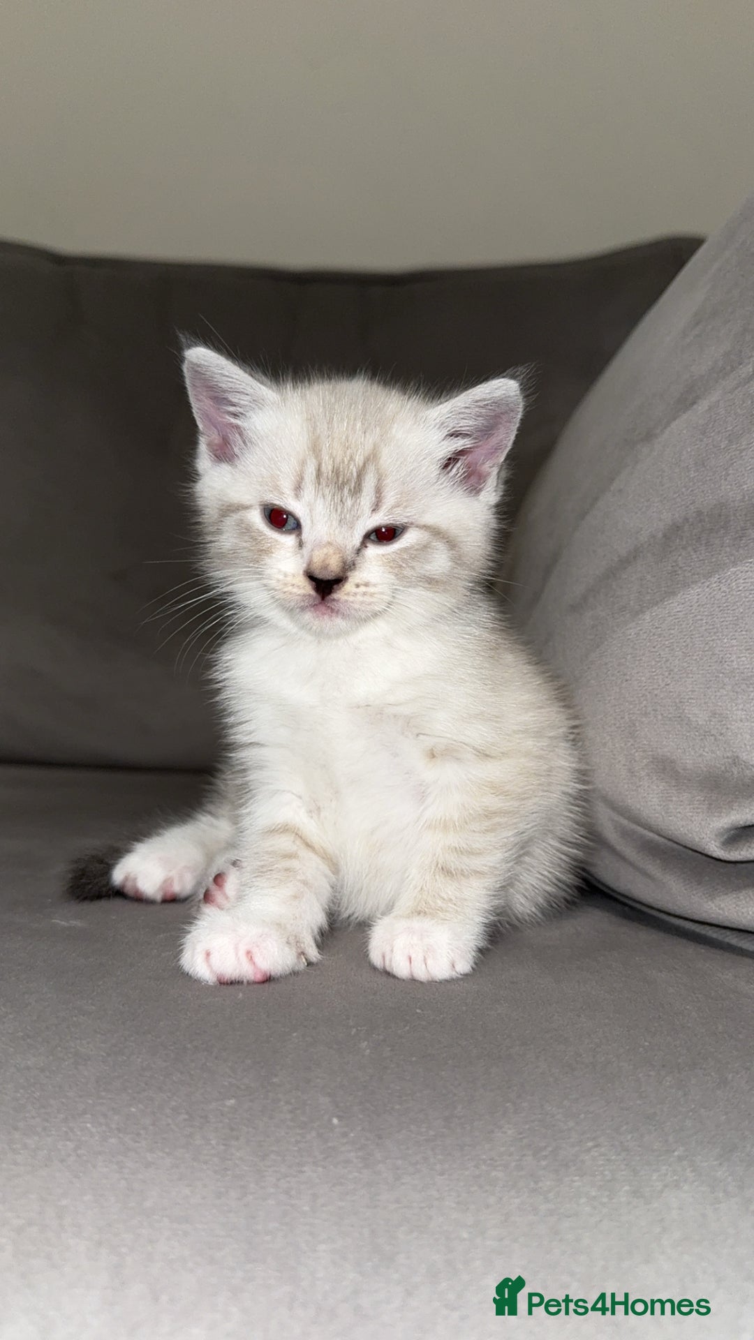 Mixed Breed cats for sale: Beautiful mix breed kittens - Image 21