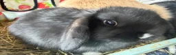Mini Lop rabbits for sale: X 5 black beautiful fluffy mini lops  - Advert 7