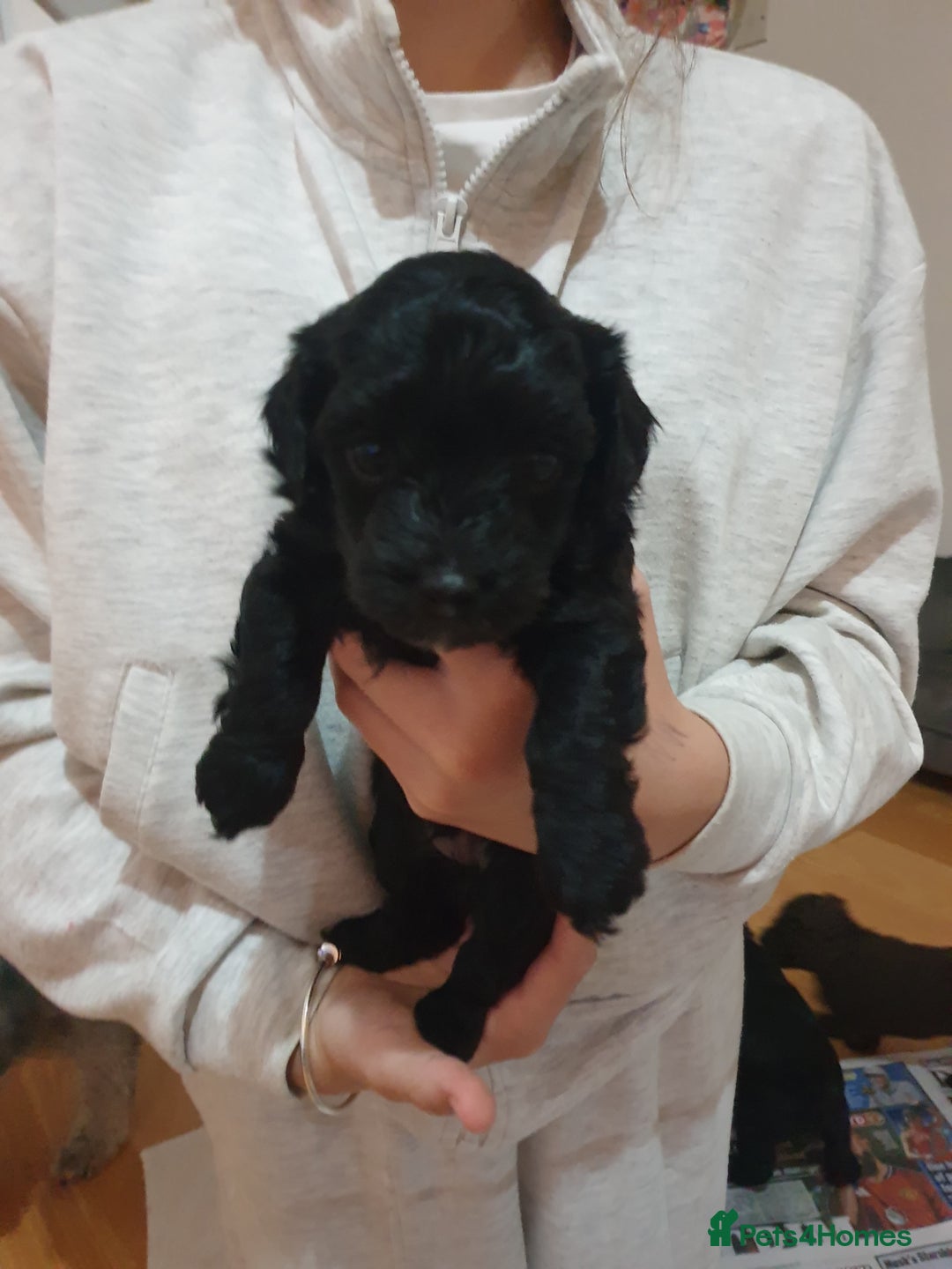 Jackapoo dogs for sale: Jackapoo x Asian toy poodle F1B - Image 20