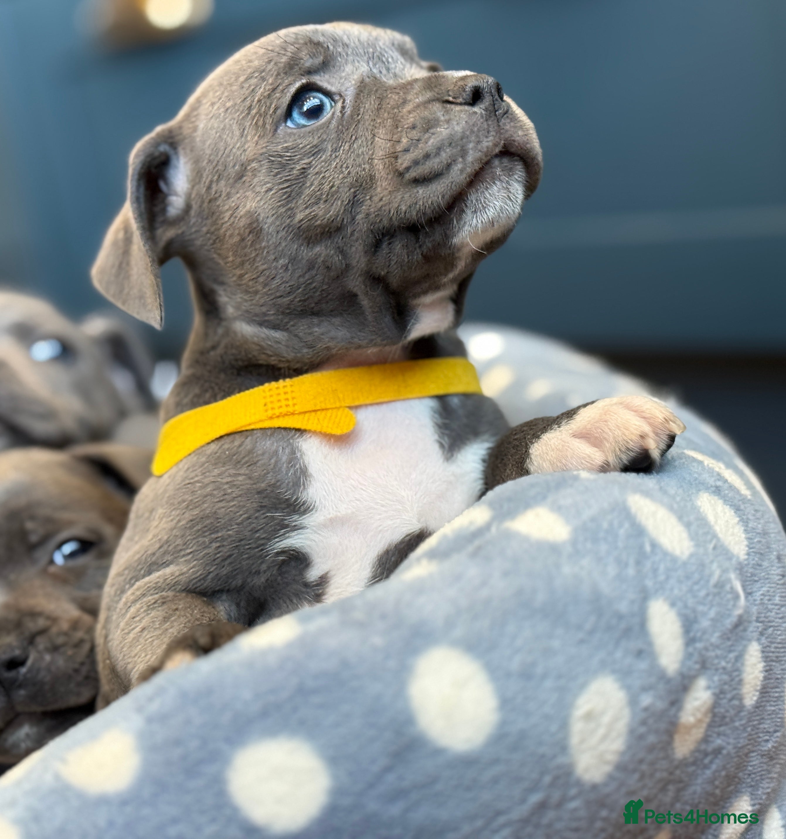 Staffordshire Bull Terrier dogs Adorable Staffy Puppies for Sale - Advert 1