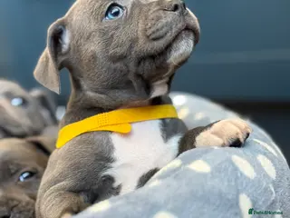 Staffordshire Bull Terrier dogs Adorable Staffy Puppies for Sale - Advert 1