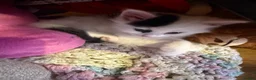 Domestic Shorthair cats for sale: Kittens  - Advert 4