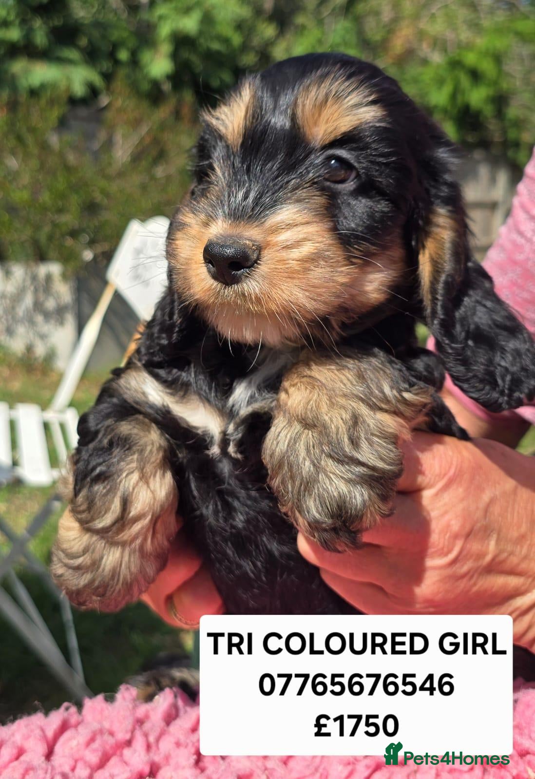 Cockapoo dogs Show Cockapoo Puppies Homebred Domestic Licence   - Advert 1