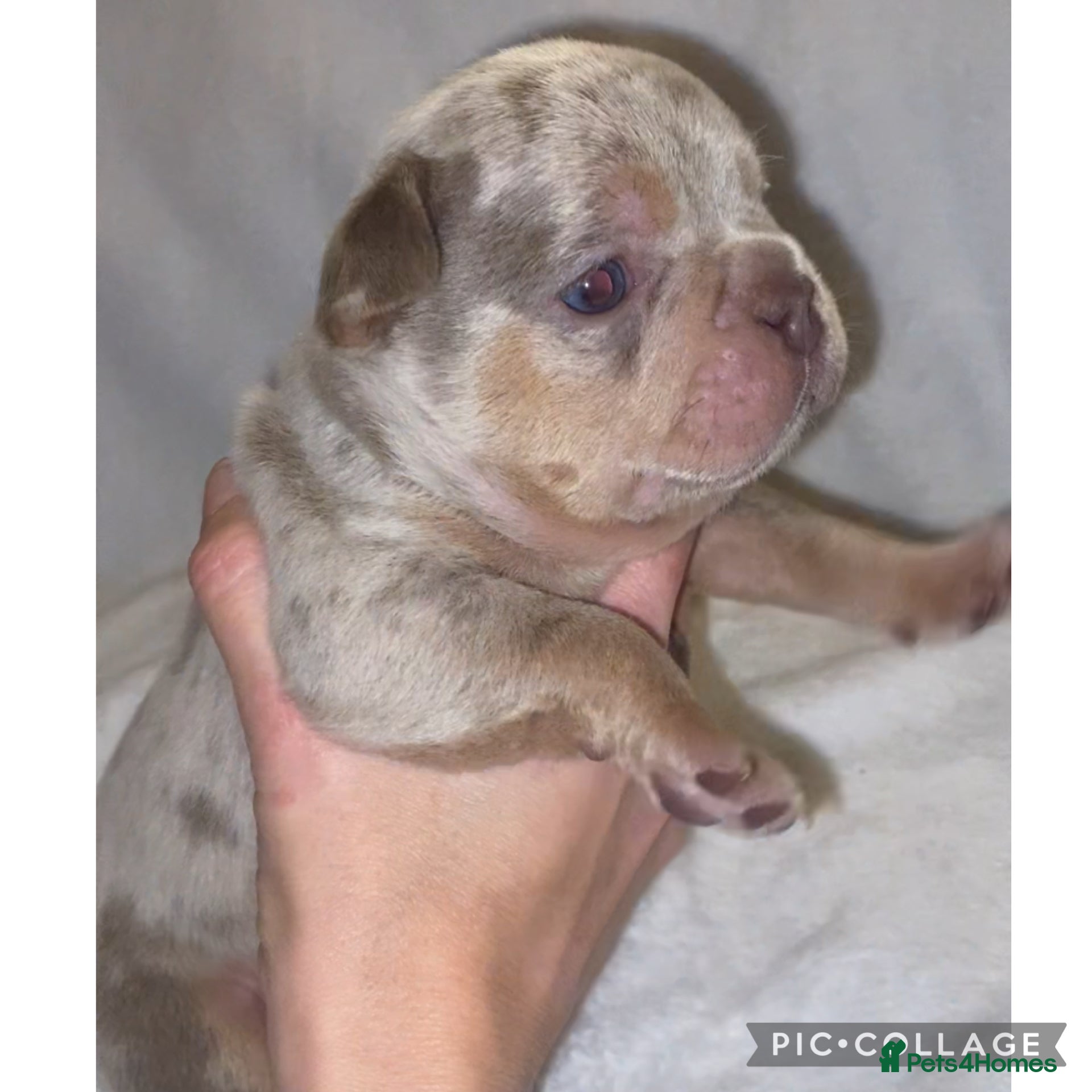 French Bulldog dogs Beautiful French bulldogs  - Advert 1