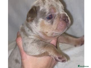 French Bulldog dogs Beautiful French bulldogs - Advert 1