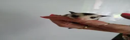 Sugar Glider rodents for sale: Stunning sugar gliders  - Advert 19