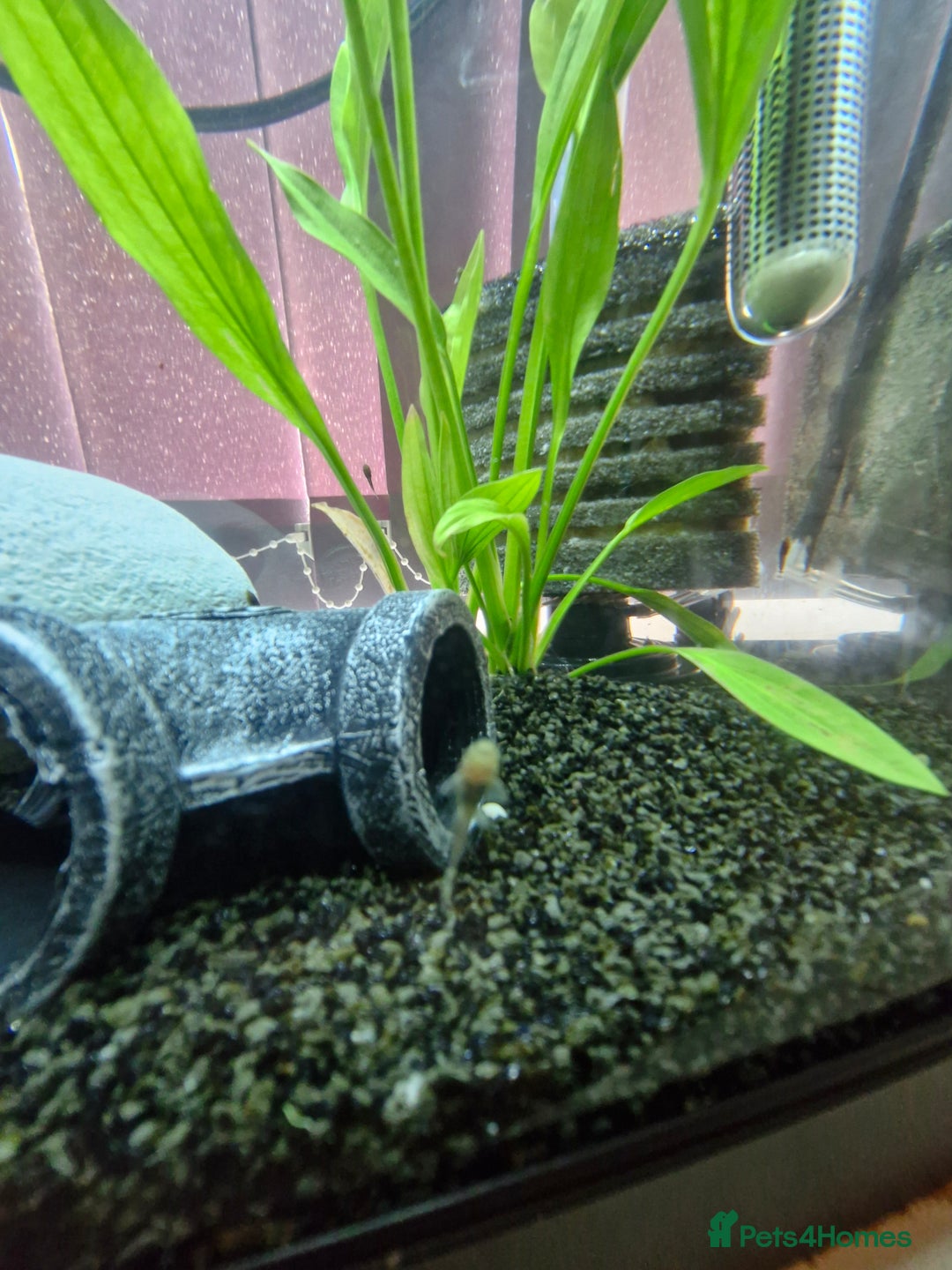 Plecos fish for sale: Baby Bristlenos Plecos - Image 5