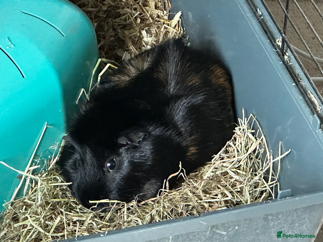 Guinea Pig rodents for sale: Charming little man looking for a friend - Advert 3