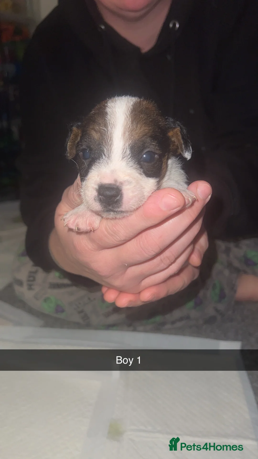 Parson Russell dogs for sale: Parson Russell Terriers  - Advert 21