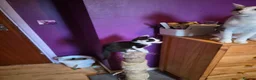 Mixed Breed cats for sale: Kittens looking for great homes - Advert 8