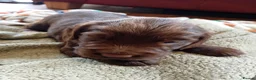 Sprocker dogs for sale: Sprocker boy available  - Advert 11