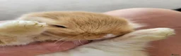 Mini Lop rabbits for sale: Mini Lop Bunnies ready for reserve - Advert 18