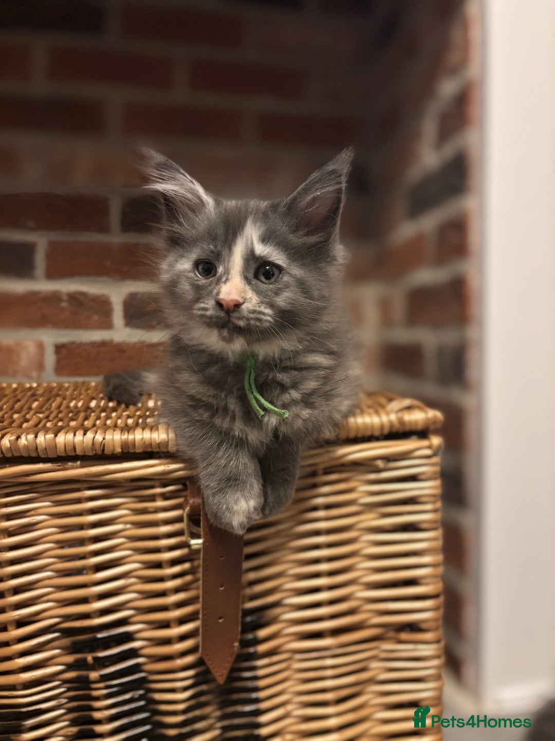 Maine Coon cats for sale: TICA Maine Coon Kittens - Advert 16
