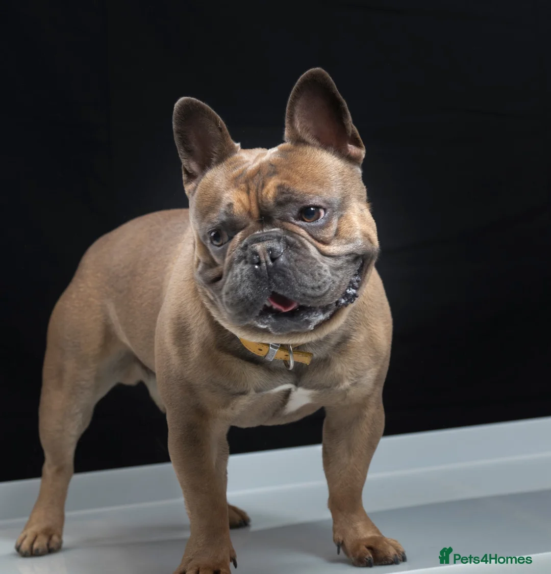 French Bulldog dogs for stud: French Bulldog Stud in Abertillery - Advert 6
