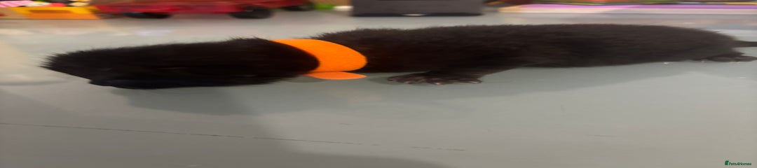 British Shorthair orange collar
