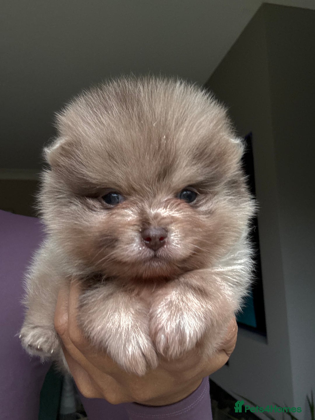 Pomeranian dogs for sale: Lilac and tan, chocolate and tan Pomeranians💜🤎 - Image 6