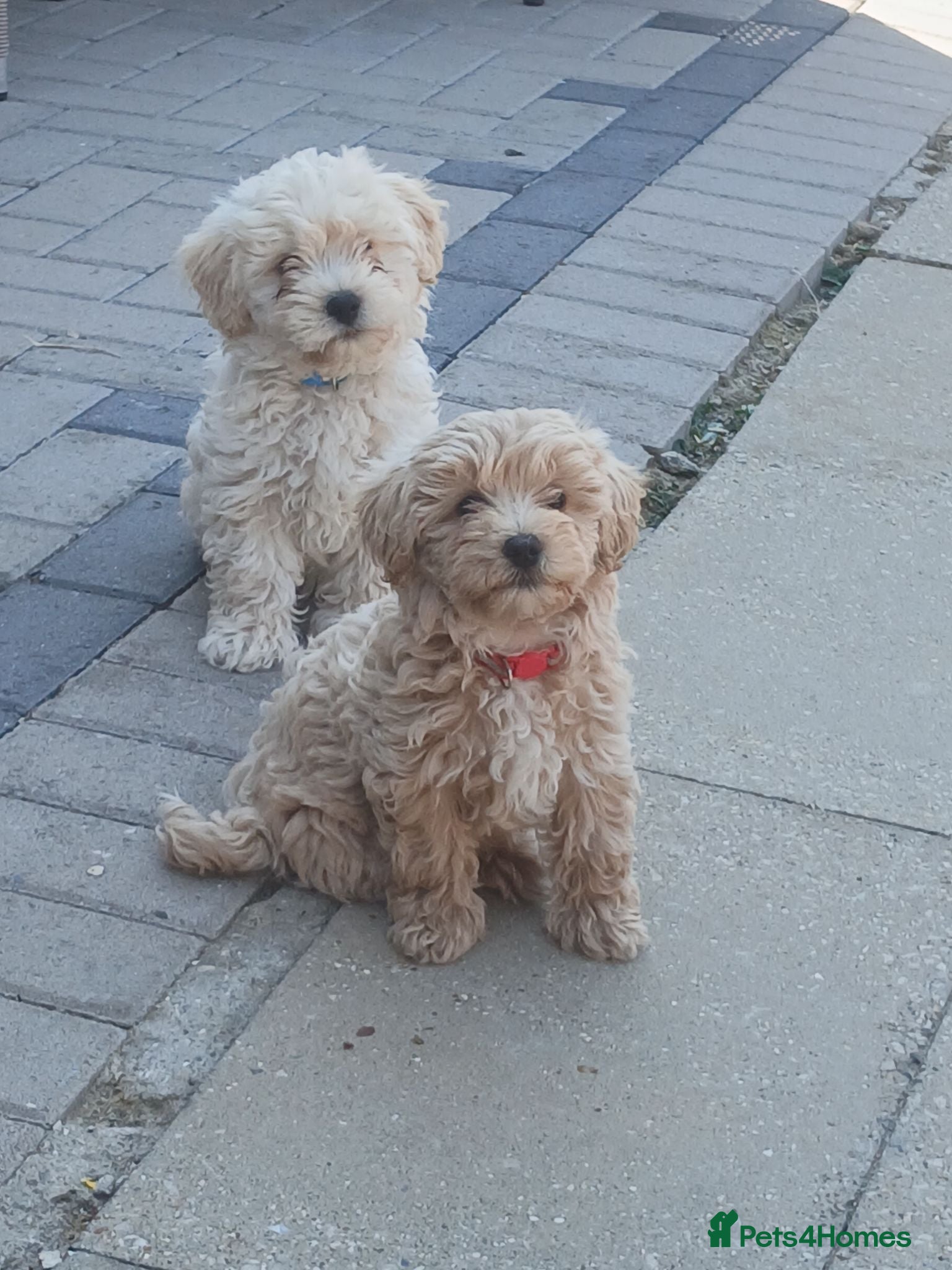 Maltipoo dogs Maltipoo puppies - Advert 1