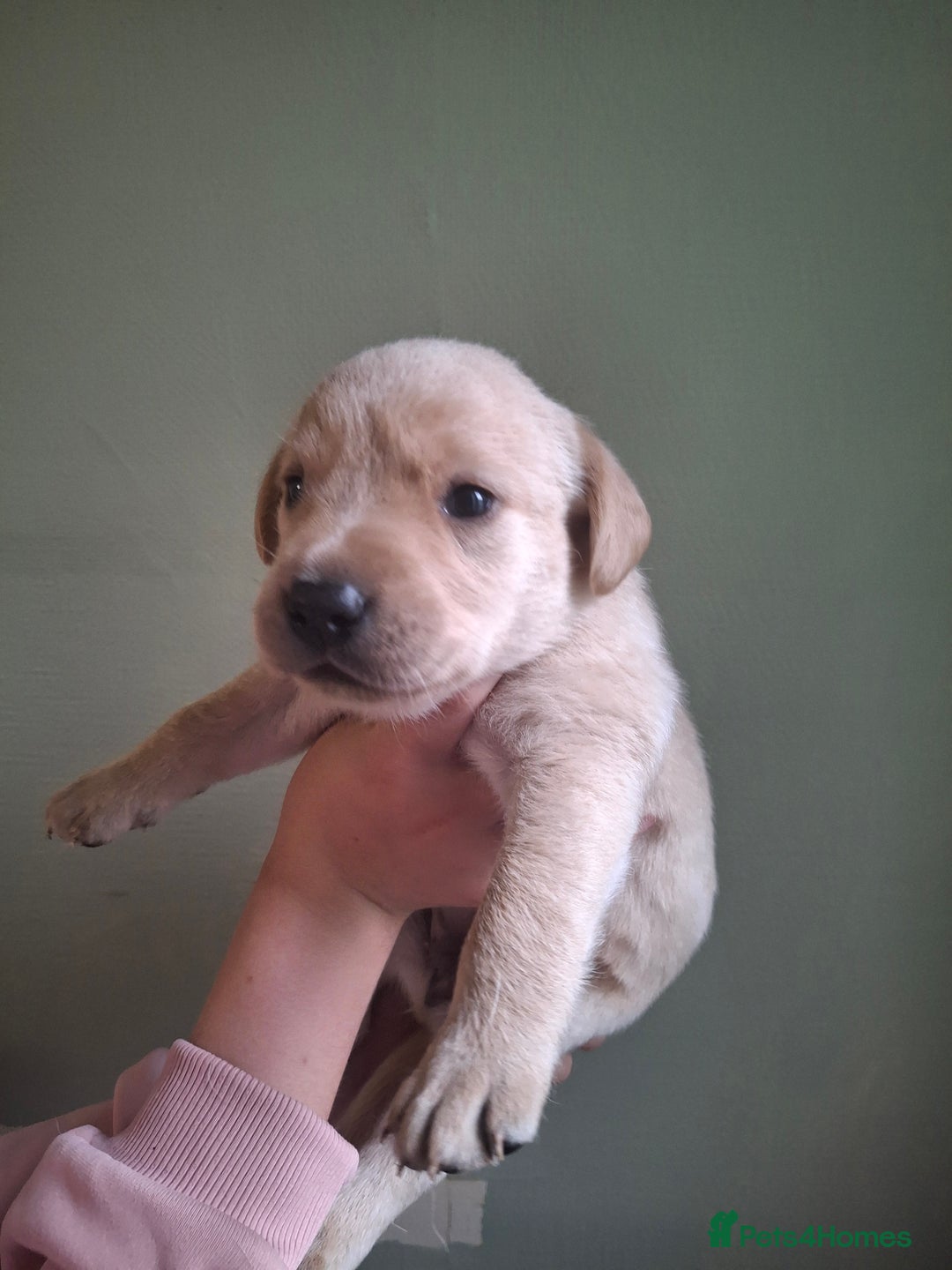 Labrador Retriever dogs for sale: Lab puppies 3 available  - Image 3