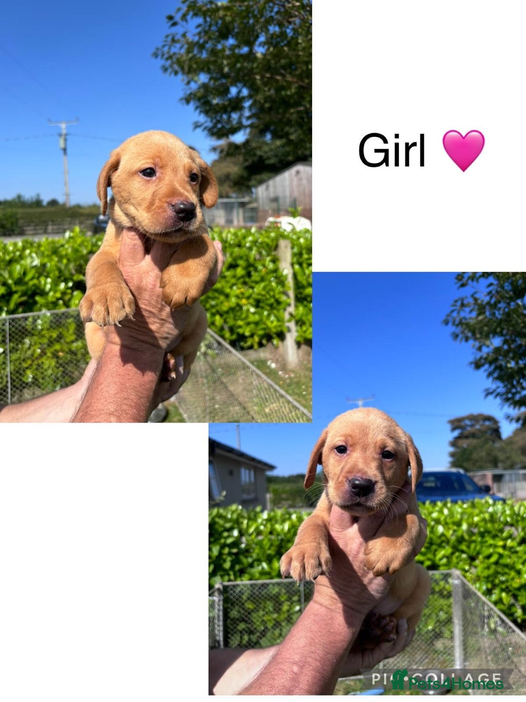 Labrador Retriever dogs for sale: Gorgeous Labrador pups for sale - Image 4