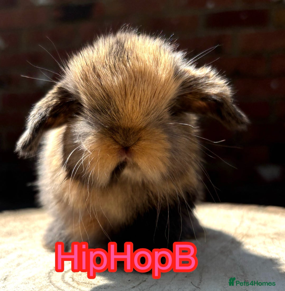Mini Lop rabbits for sale: Pure bred PEDIGREED mini lops  - Image 8
