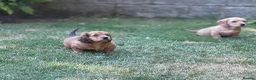 Mixed Breed dogs for sale: Two beautiful dachshund x schweenie  in Chester - Advert 17