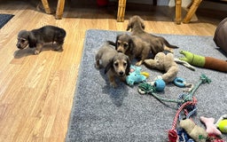 Miniature Dachshund dogs for sale: Gorgeous shaded cream pups - Image 32