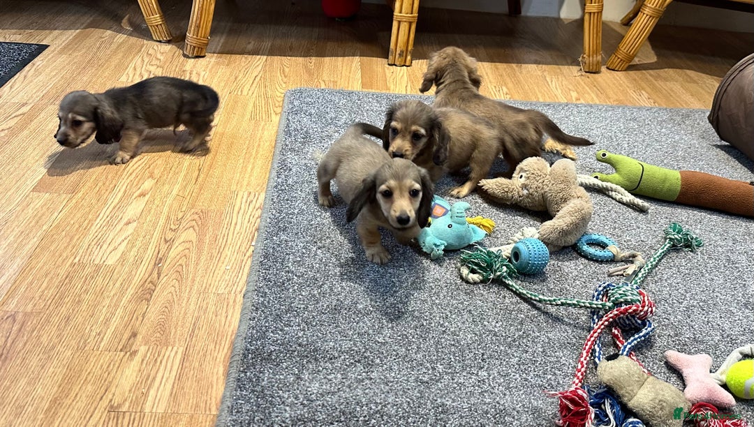 Miniature Dachshund dogs for sale: Gorgeous shaded cream pups - Image 32