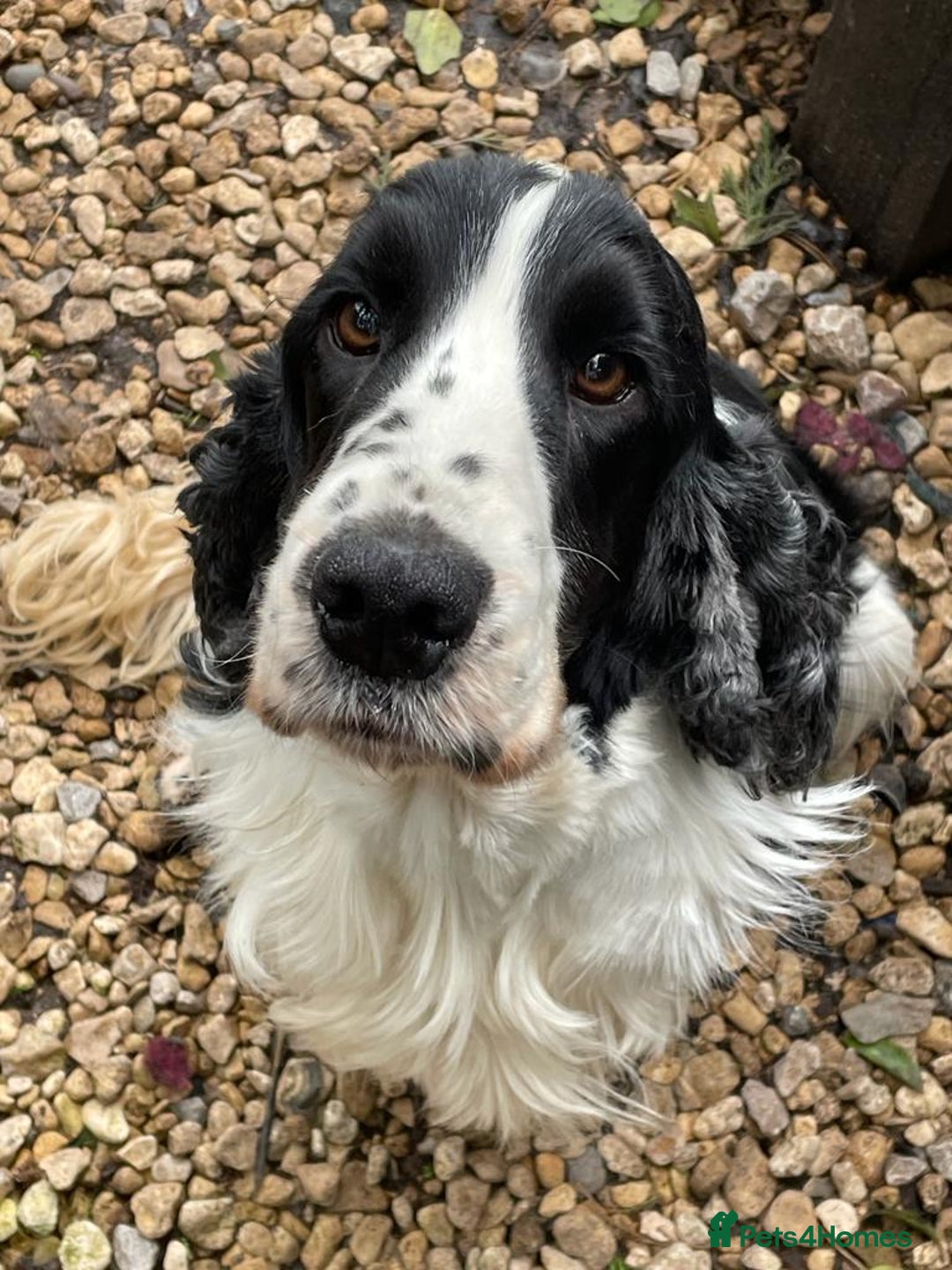 Cocker Spaniel dogs for stud: Harvey - Advert 3