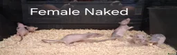 Rat rodents for sale: Baby Dumbo Rat's, Natural , Rex , Nakeds  - Advert 11