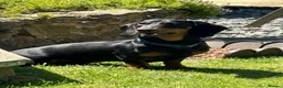 Mixed Breed dogs for adoption: 💙🐶 FRANKIE – ANOTHER CHANCE FOR A LITTLE SAUSAGE in Derby - Advert 6