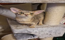 Abyssinian cats for sale: Beautiful blue boy 💙 - Image 12