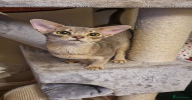 Abyssinian cats - Advert 6