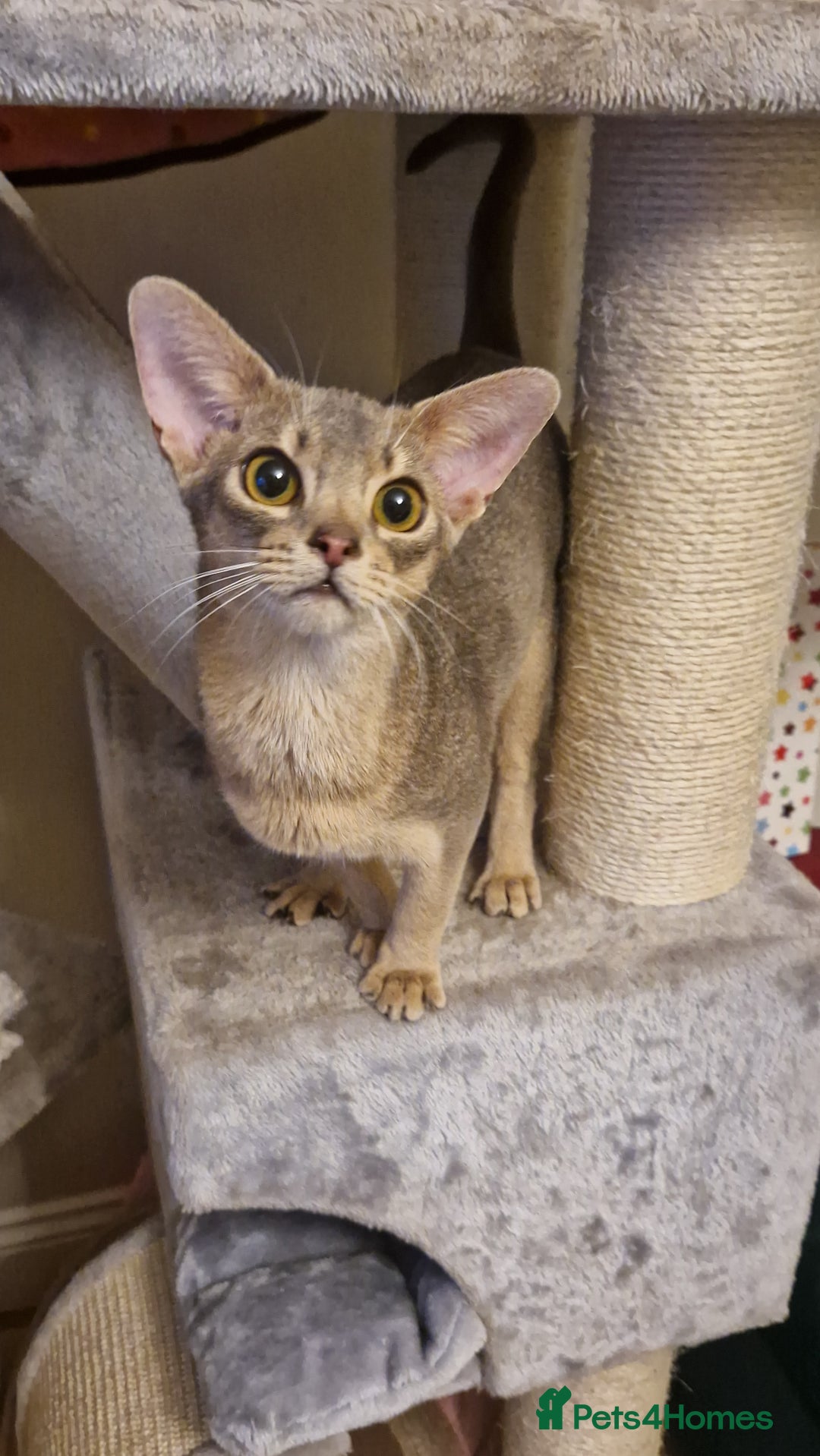 Abyssinian cats for sale: Beautiful blue boy 💙 - Image 12