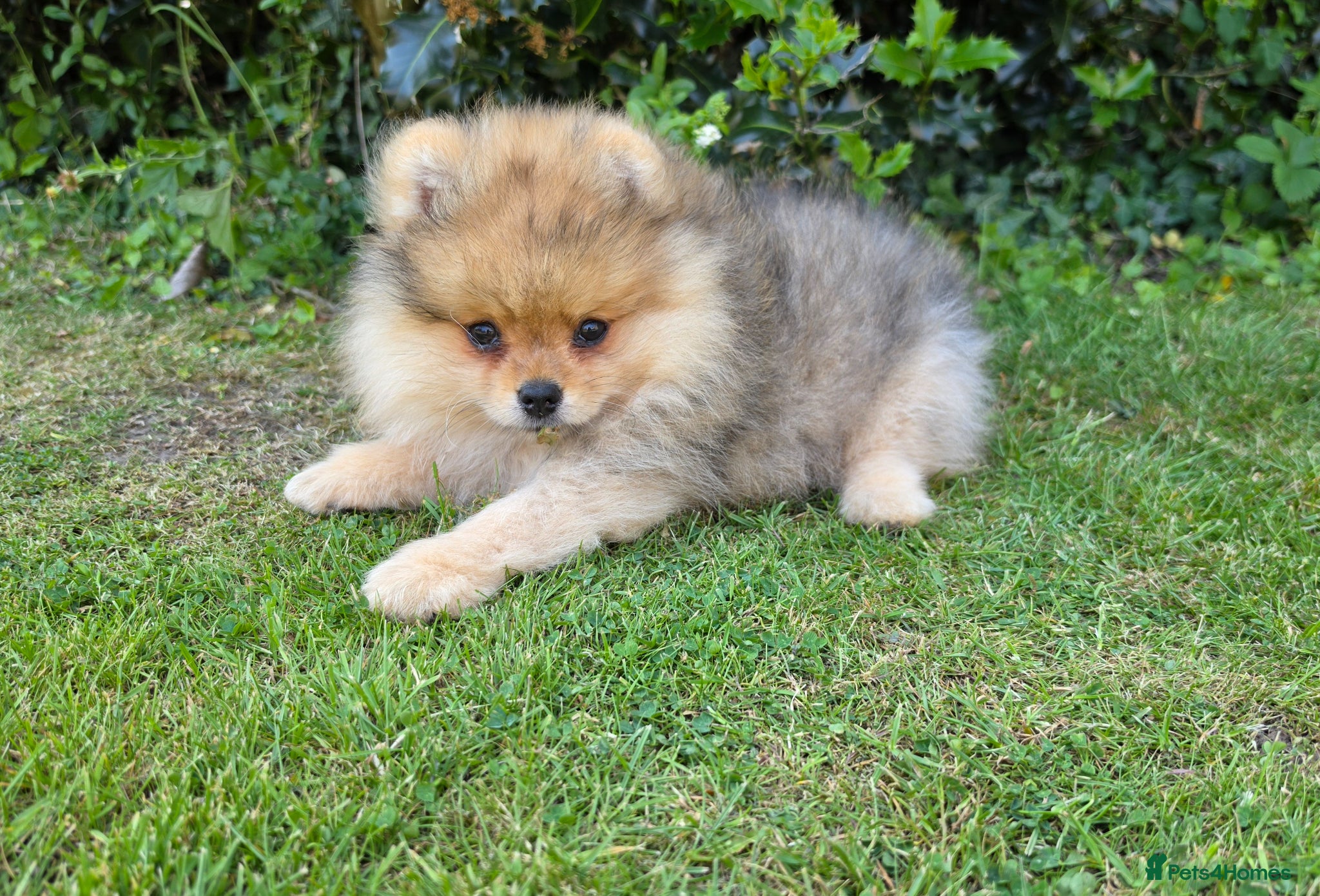 Pomeranian dogs for sale: Pomeranian puppies home raised  - Advert 12
