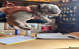 Cane Corso dogs for sale: Exceptional litter, Italian Cane Corsos, ICCF Peds - Image 6