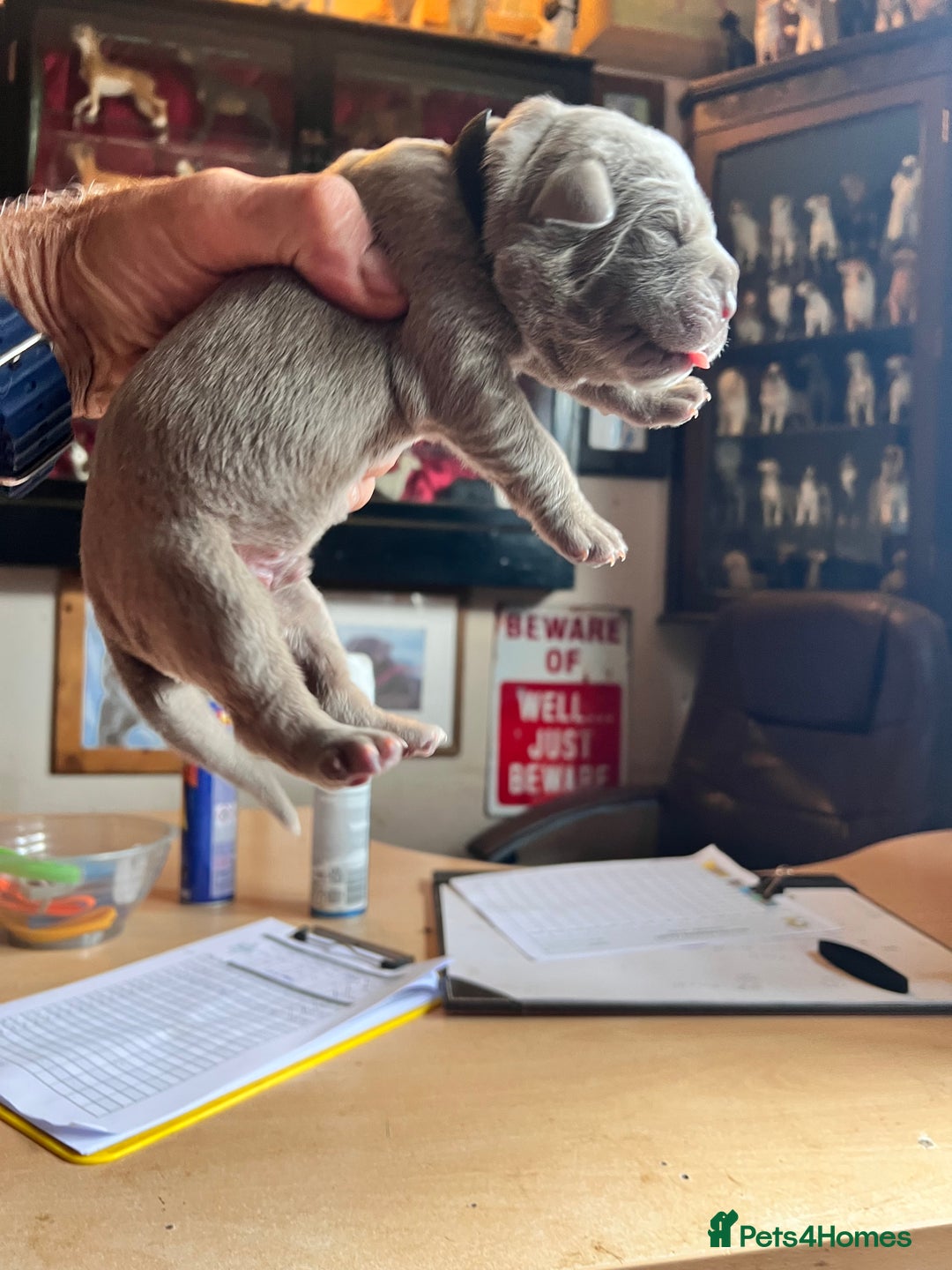 Cane Corso dogs for sale: Exceptional litter, Italian Cane Corsos, ICCF Peds - Image 6