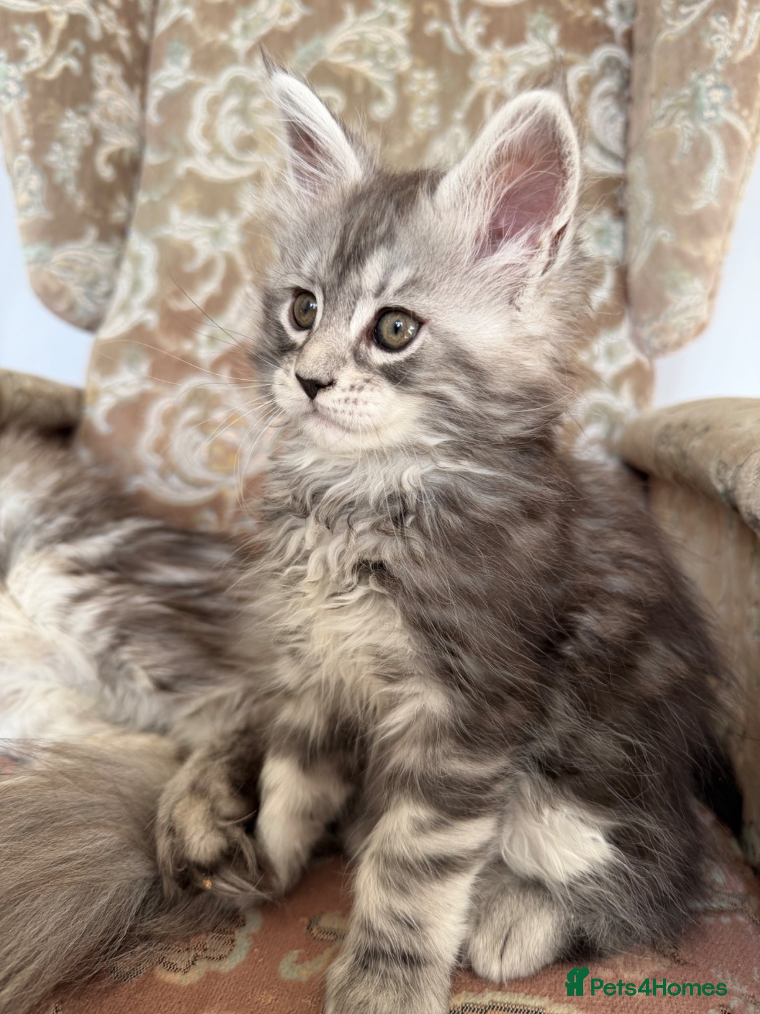 Maine Coon cats Champion Bloodlines Maine Coon Kittens 🏆  - Advert 9