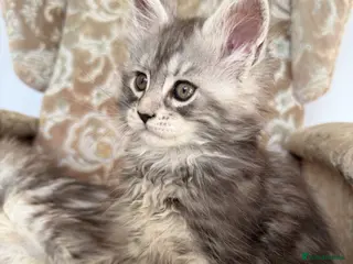 Maine Coon cats Champion Bloodlines Maine Coon Kittens ๐ - Advert 9