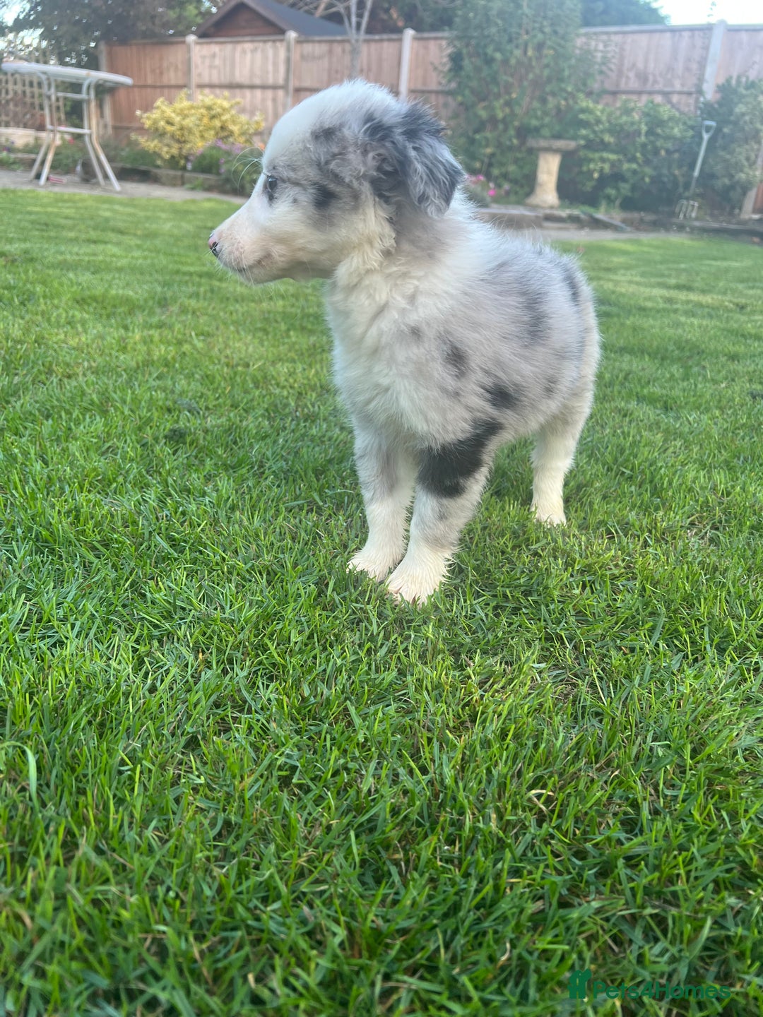 Border Collie dogs for sale: Border Collies READY NOW - Image 22
