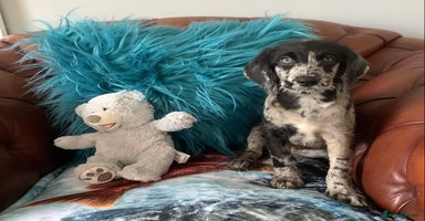 Poodle dogs - Advert 8